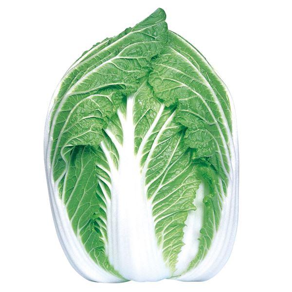 ハクサイ 種 たね F1どっしり白菜 1袋(2ml) 白菜 野菜たね YTC11