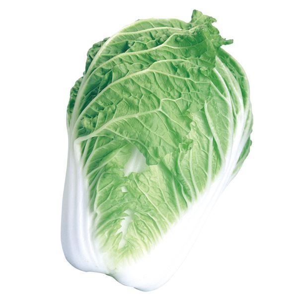 国華園 種 野菜たね ハクサイ F1早どり白菜 1袋（2ml） 白菜 やさいの