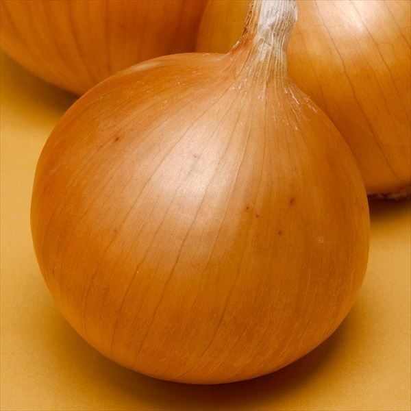 種 野菜たね タマネギ （中晩生）F1ネオアース 1袋（4.5ml） 玉葱