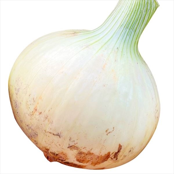 玉ねぎ大好き 種 野菜たね タマネギ （超極早生）新春玉葱EX 1袋（3ml） 玉葱