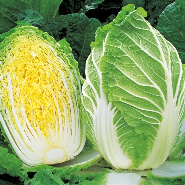 種 野菜たね 畑で長持ち黄芯白菜 F1ちよぶき70 1袋（コート種子 100粒） はくさい 白菜 やさいたね タネ 国華園 こっかえん｜kokkaen