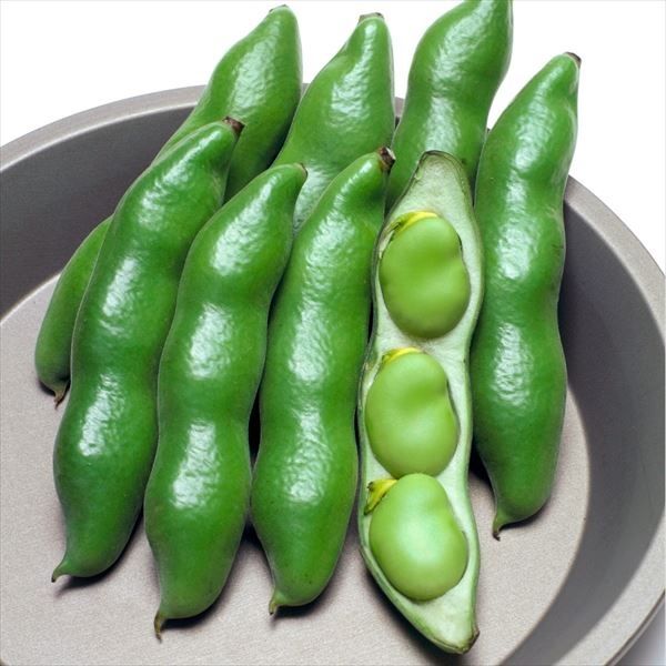 国華園 種 野菜たね マメ ソラマメ 仁徳一寸...の詳細画像1