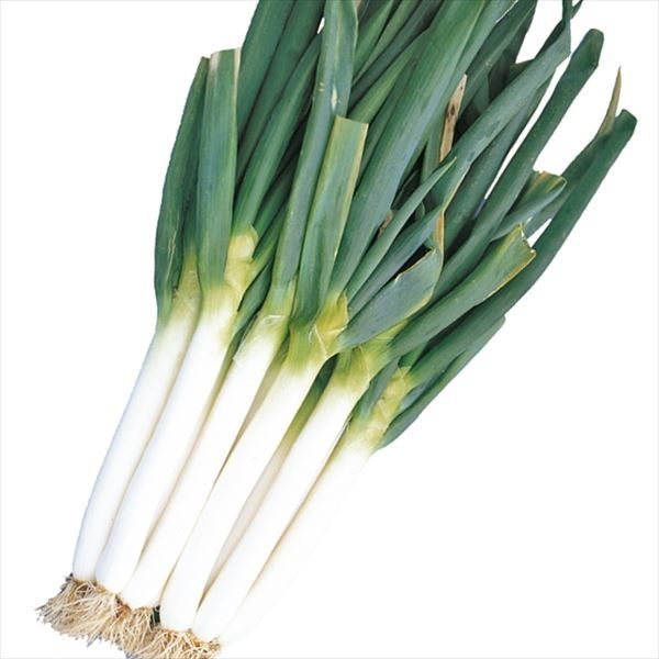 ぐれたく　ネギ種子10袋 国華園 種 野菜たね ネギ 太っこ 1袋（10ml） 葱 やさいの種 : 花と緑