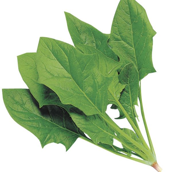 国華園 種 野菜たね ホウレン草 F1サラダほうれん草EX 1袋（20ml