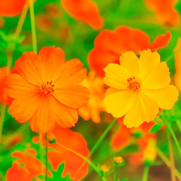 花種 花たね 黄花コスモス 1袋（1000mg） : 花と緑 国華園 - 通販