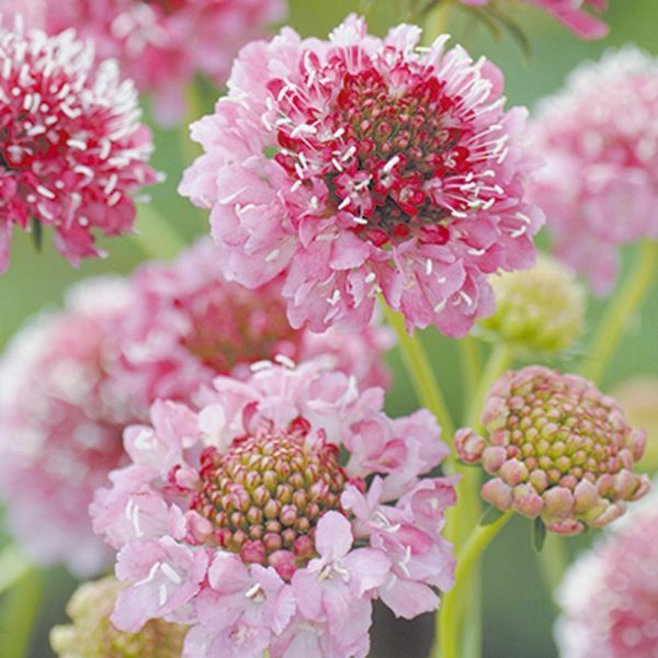 種 花たね スカビオサ ピンク 1袋(300mg) / 花のたね 花の種 花種 西洋松虫草 : 2023n-p7-0011 : 花と緑 国華園 -  通販 - Yahoo!ショッピング