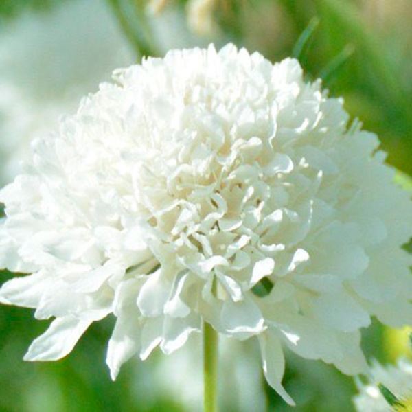 種 花たね スカビオサ ホワイト 1袋(300mg) - 通販 - www.minproff.cm