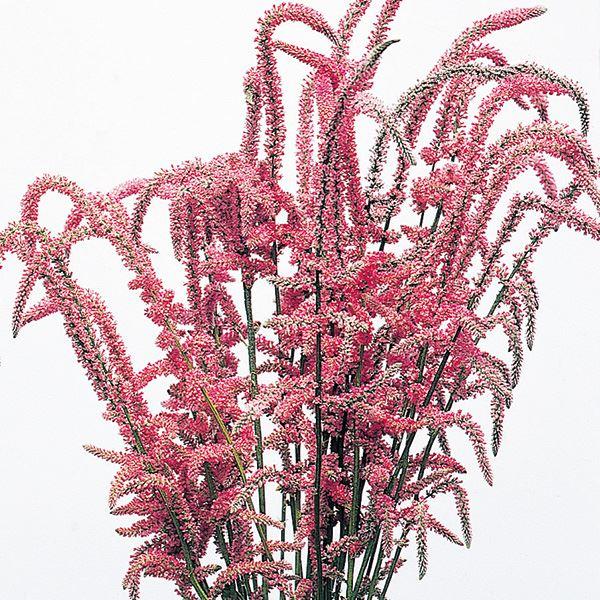 種 花たね スターチス スウォロウィー 1袋(60mg)