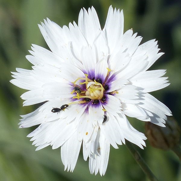 アケ様　　琉球*海花のたね 花種 花たね カタナンケ ホワイト 1袋（100mg） : 花と緑 国華園