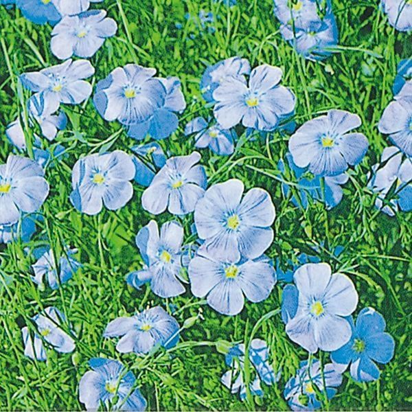 種 花たね 夏咲福寿草 1袋(2000mg) : 花と緑 国華園 - 通販 - Yahoo