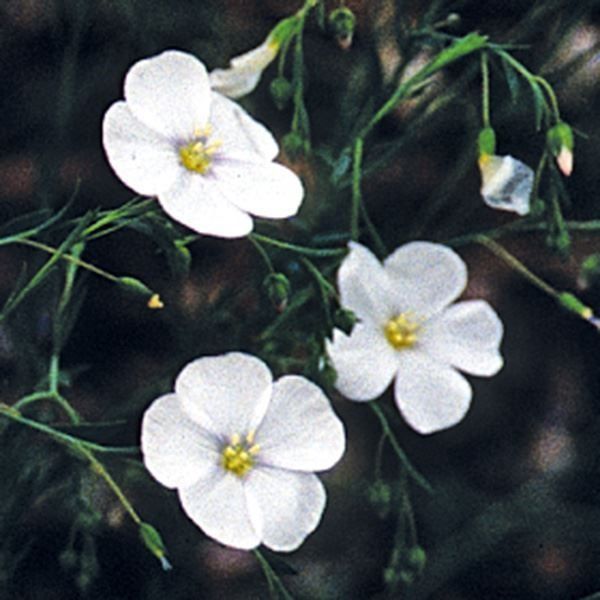 白花緑陰 国華園 種 花たね 宿根アマ 白花 1袋(400mg) / 花の種 通販 花種 はな