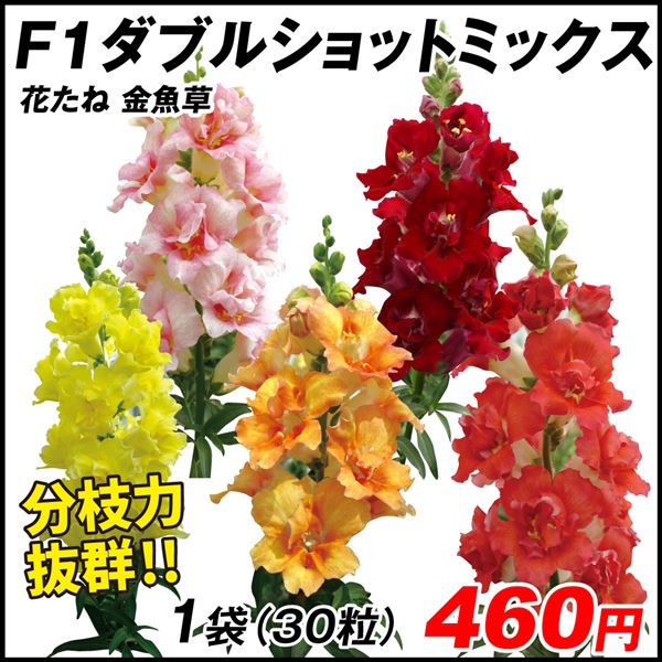 プレゼント 種 花たね キンギョソウ チェリーツイスト 1袋 200粒