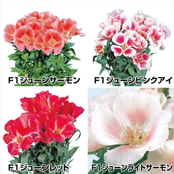 種 花たね ゴデチア ジューンセット 4種4袋 / 花のたね 花の種 花種 ゴデチャ : 2023n-p7-0100 : 花と緑 国華園 - 通販 -  Yahoo!ショッピング