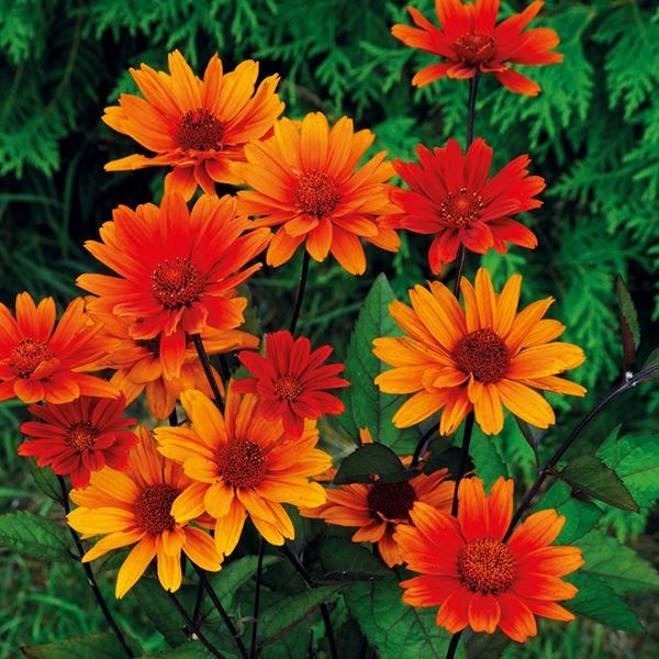 花種 花たね ヘリオプシス ブリーディングハーツ 1袋（15粒） : 花と緑