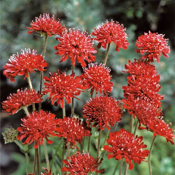 種 花たね クナウティア レッドチェリー 1袋(30粒)
