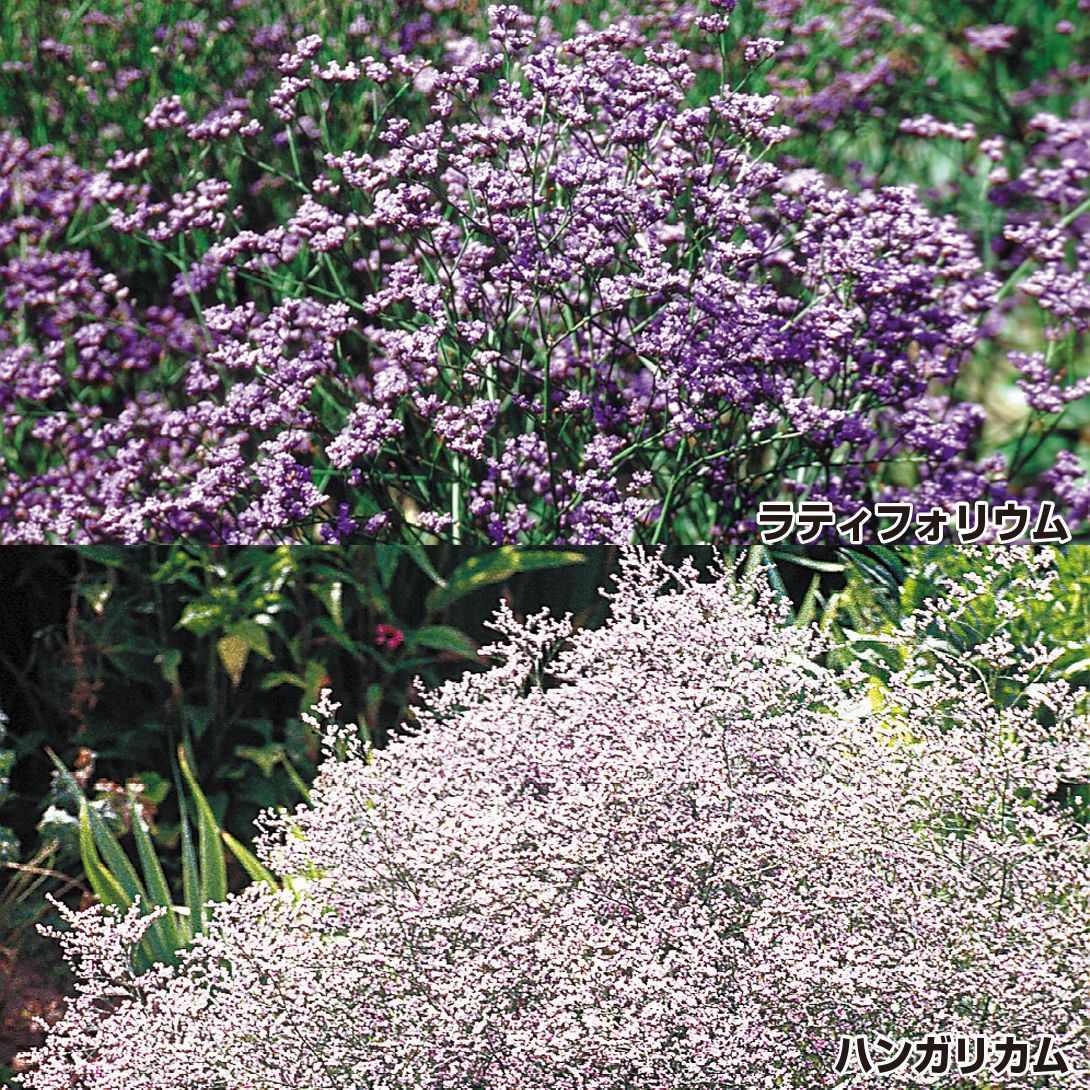 国華園 種 花たね 宿根スターチスセット 2種2袋 / 花の種 通販 花種 は