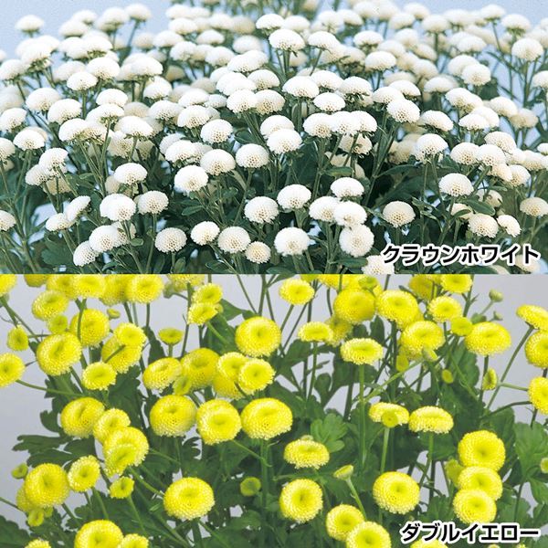 種 花たね マトリカリアセット 2種2袋