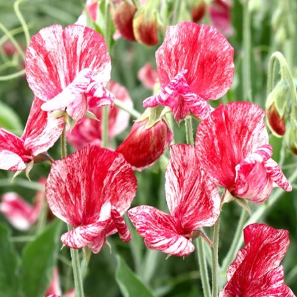 花種 花たね スイートピー レッド＆ホワイト 1袋（800mg） : 花