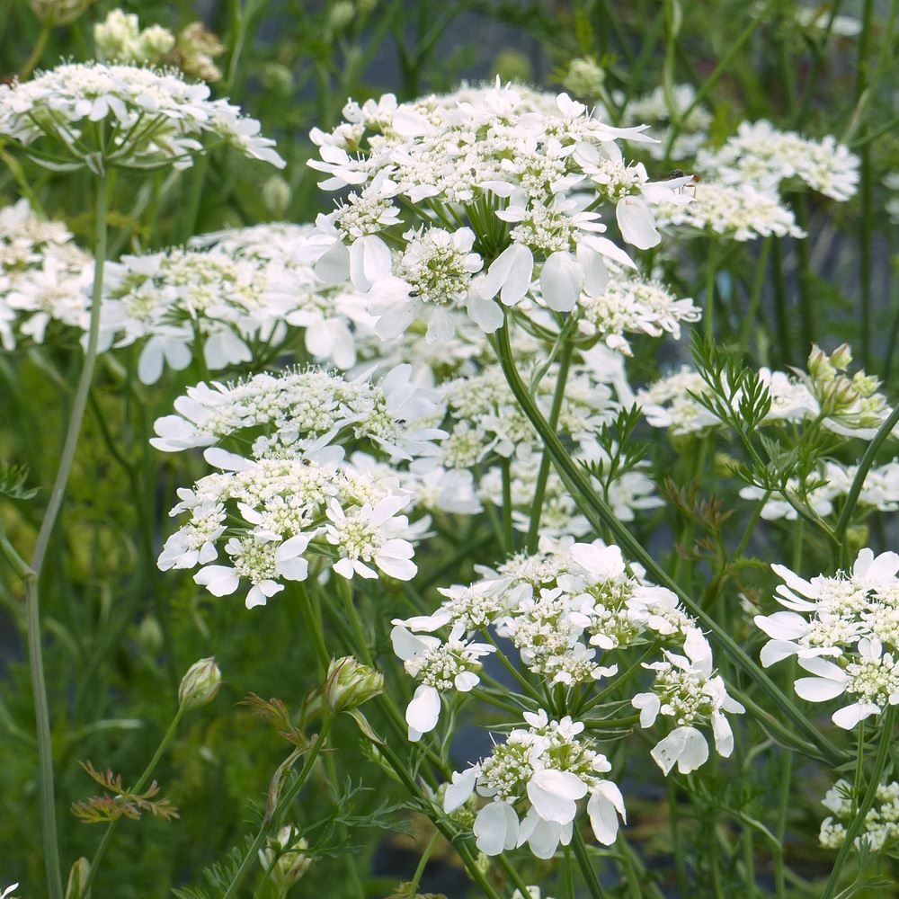 国華園 種 花たね オルラヤ ホワイトフィンチ 1袋(40粒) / 花の種 通販