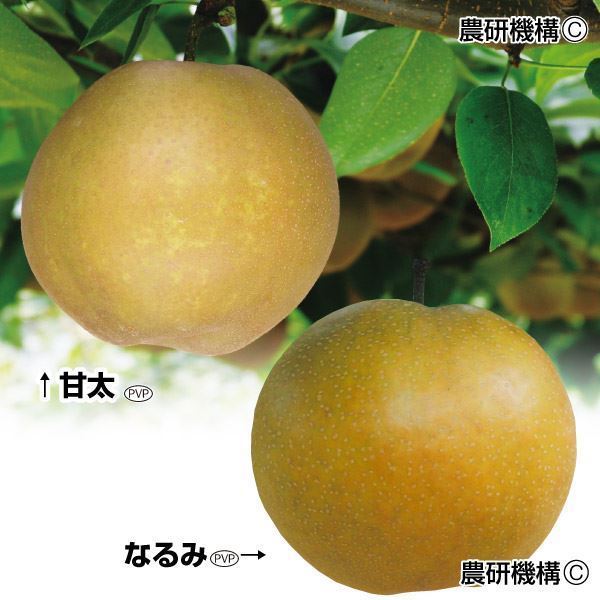 果樹苗 ナシ 美味ナシセット 2種2株｜kokkaen