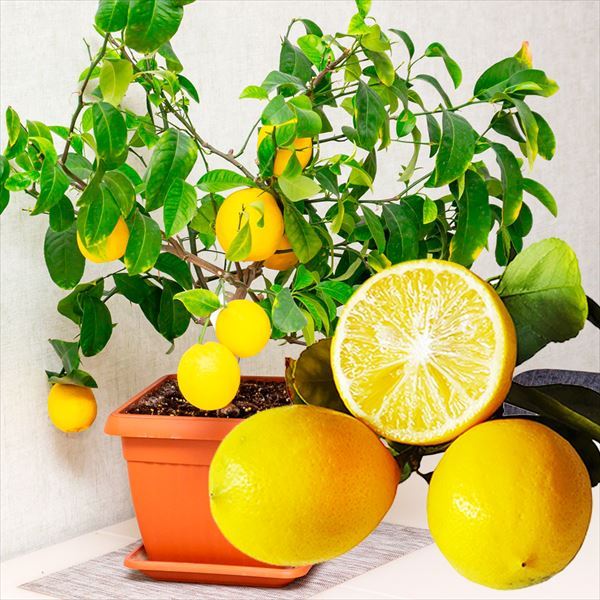 レモンの木 品種 瀬戸内レモン 苗木 庭木 植木 1年生 接木苗