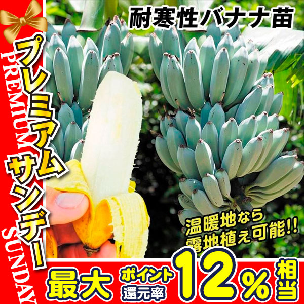 果樹苗 耐寒性バナナ アイスクリームバナナ 1株｜kokkaen