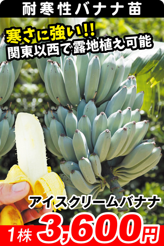 アイスクリームバナナ