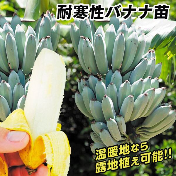 果樹苗 耐寒性バナナ アイスクリームバナナ 3株 : 2023n-p8-0048 : 花 