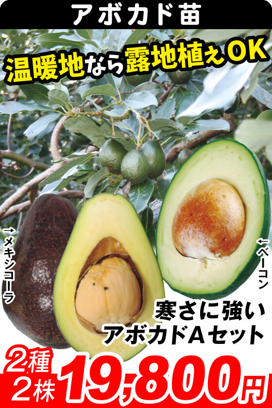 寒さに強いアボカドAセット