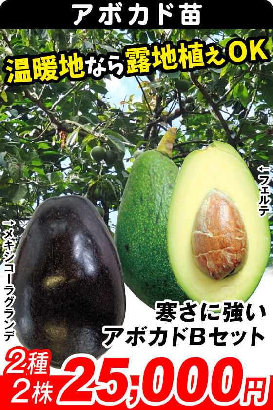 寒さに強いアボカドBセット