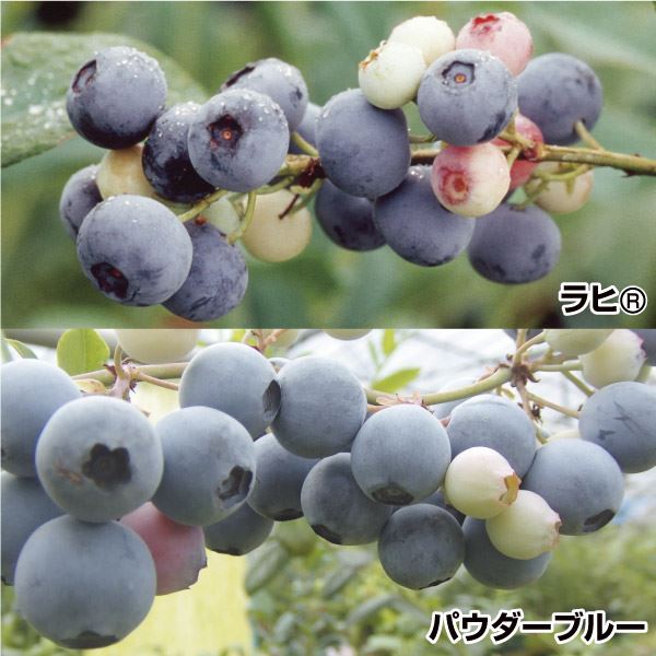 果樹苗 ブルーベリー 甘いラビットアイ系セット 2種2株 : 2023n-p9-0000 : 花と緑 国華園 - 通販 - Yahoo!ショッピング