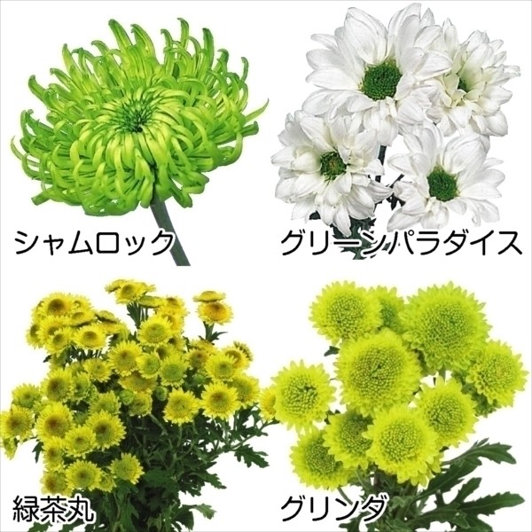 菊 苗 緑菊セット 4種4株 菊苗 菊の苗 キク 切花 : 2023n-p9-0168 : 花と緑 国華園 - 通販 - Yahoo!ショッピング