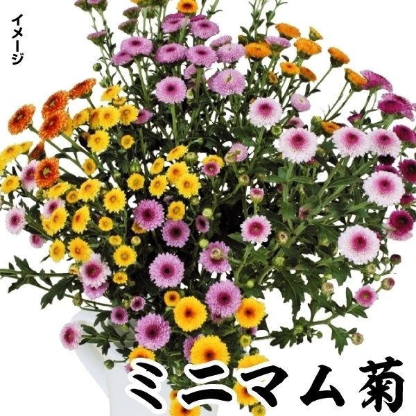 菊 苗 小菊 ミニマムセット 3色6株 菊苗 菊の苗 キク 切花