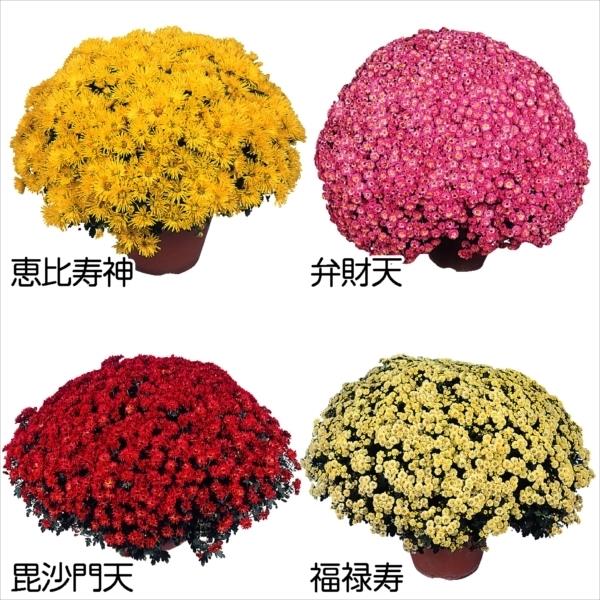 ドーム 菊の人気商品・通販・価格比較 - 価格.com
