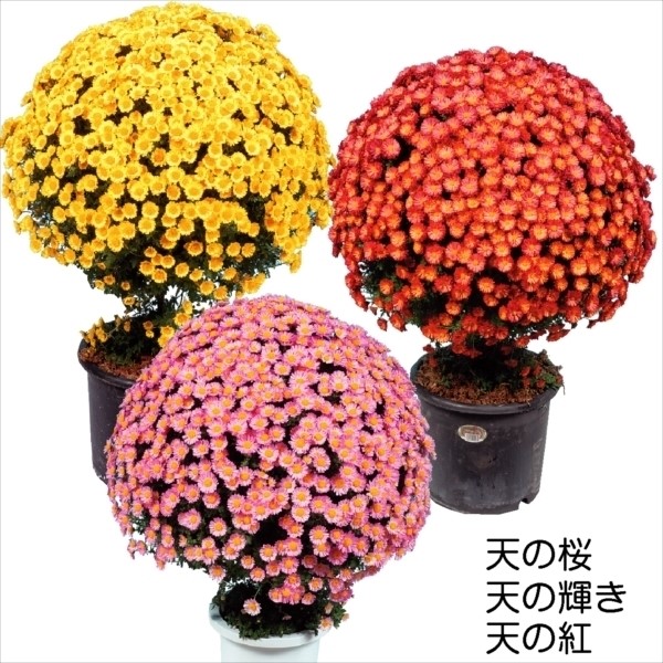 菊 苗 ぼん天仕立て用菊 苗セット 3種3株 菊苗 菊の苗 キク : 2023n-p9-0214 : 花と緑 国華園 - 通販 -  Yahoo!ショッピング