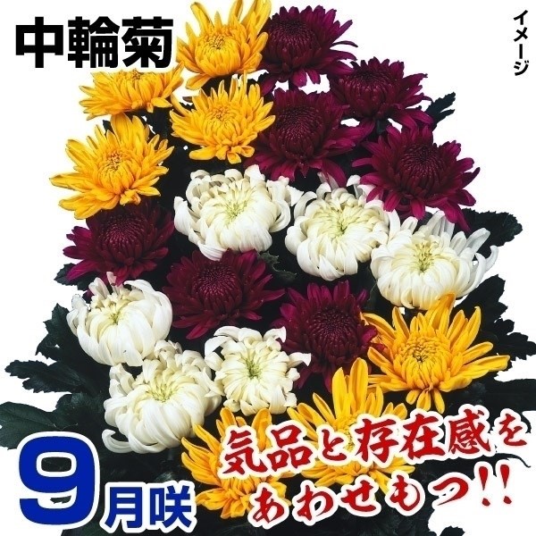 ec 9璆փZbg 10iԐFv炢ÊȂj