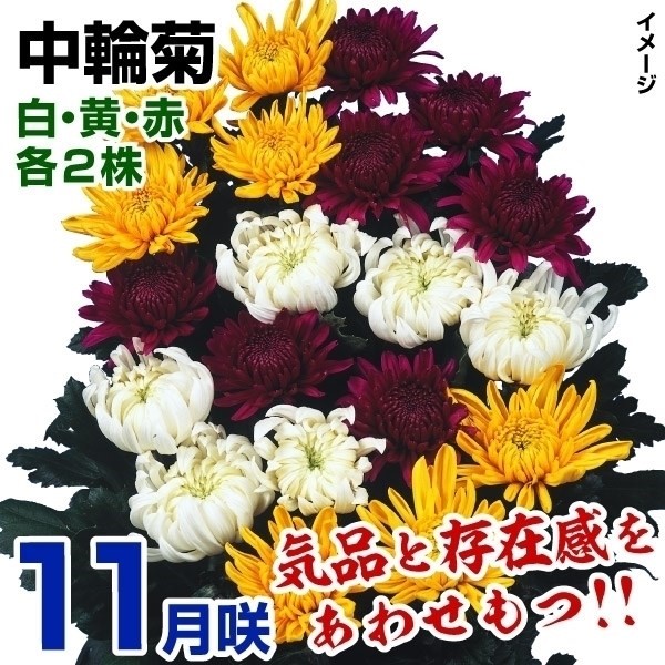 ec I11璆֋eZbg 36(e2E̕t)