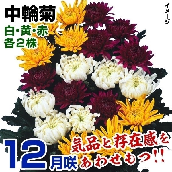 ec I12璆֋eZbg 36(e2E̕t)
