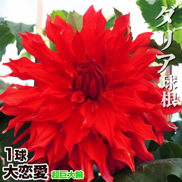 ダリア 球根 大恋愛 (超巨大輪) 1球 ダリアの球根 ダリアの花 春植え