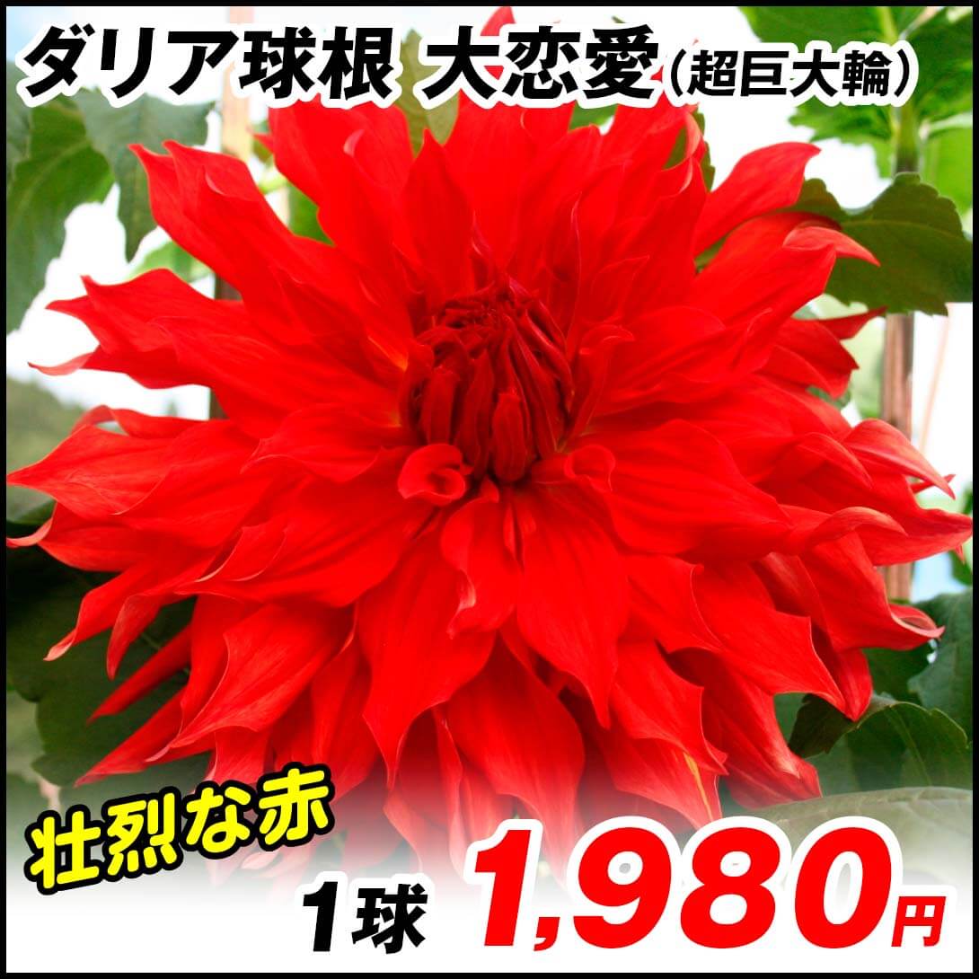 ダリア 大恋愛
