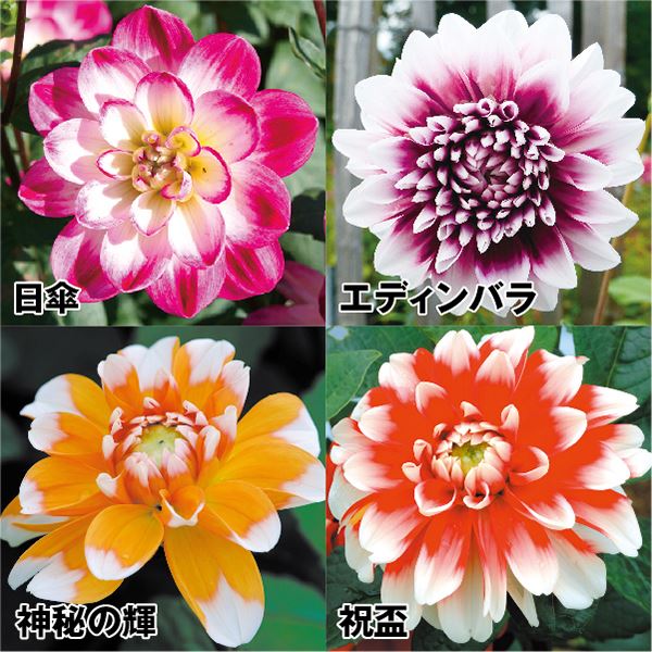 花、ガーデニング ・ 球根、種芋 ・ 花 | www.ingedaca.com