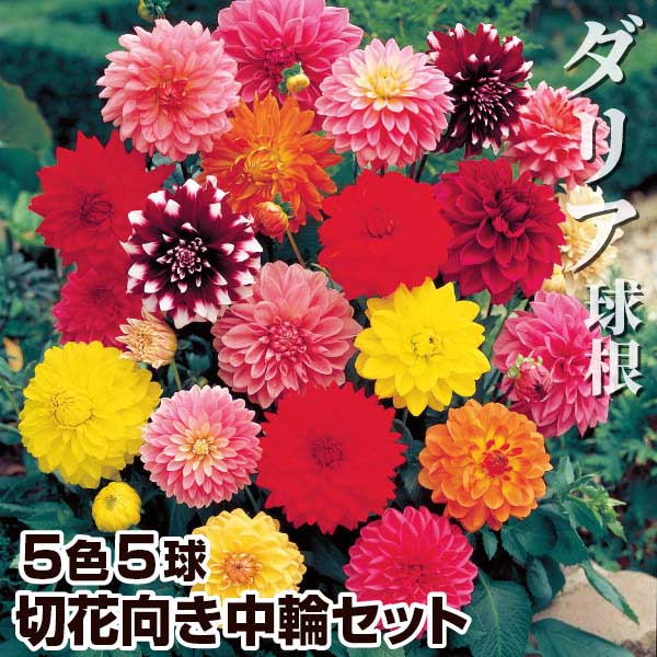 ダリア 球根 切花向き中輪セット 5色5球 (各1球) ダリアの球根 春植え球根｜kokkaen