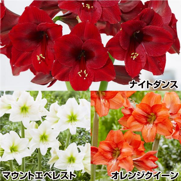 アマリリス 球根 華やかパークアマリリスセット 3種3球 (各1球