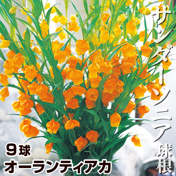 超ポイントアップ祭 サンダーソニア 球根 オーランティアカ 9球 春植え球根 - tokyo-bunka.com