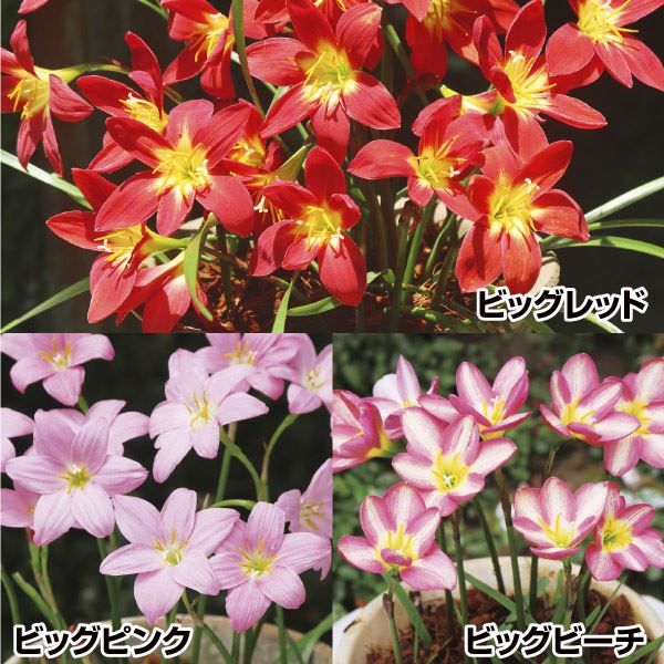 ゼフィランサス 球根 アルジュナセット 3種15球(各5球) 春植え球根 - 花