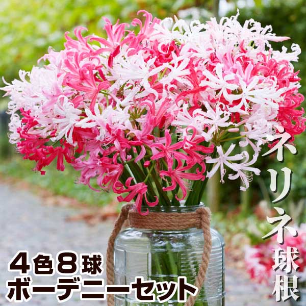 球根 ネリネの人気商品・通販・価格比較 - 価格.com 球根 ネリネの人気商品・通販・価格比較 - 価格.com