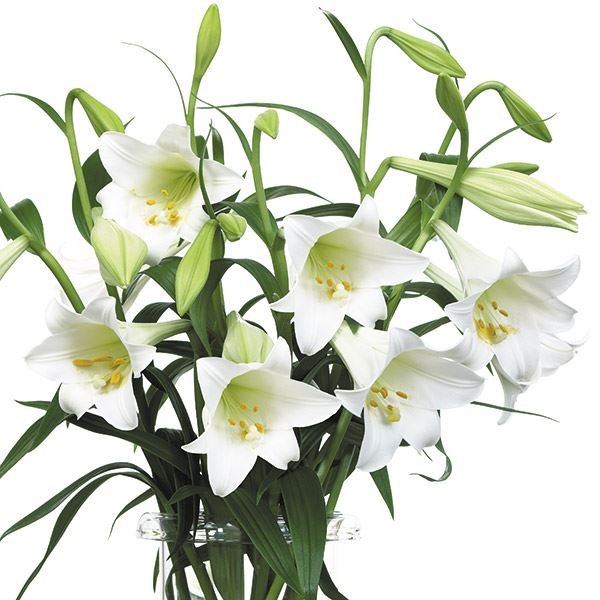 花と緑 国華園 - 8月咲きユリ｜Yahoo!ショッピング