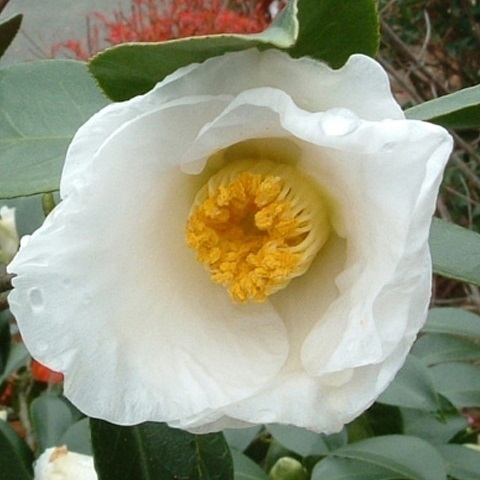 国華園 ツバキ 苗 初嵐 1株 茶花系一重 椿の苗 花木苗 : 花と緑 国華園 国華園 ツバキ 苗 初嵐 1株 茶花系一重 椿の苗 花木苗 : 花と緑 国華園