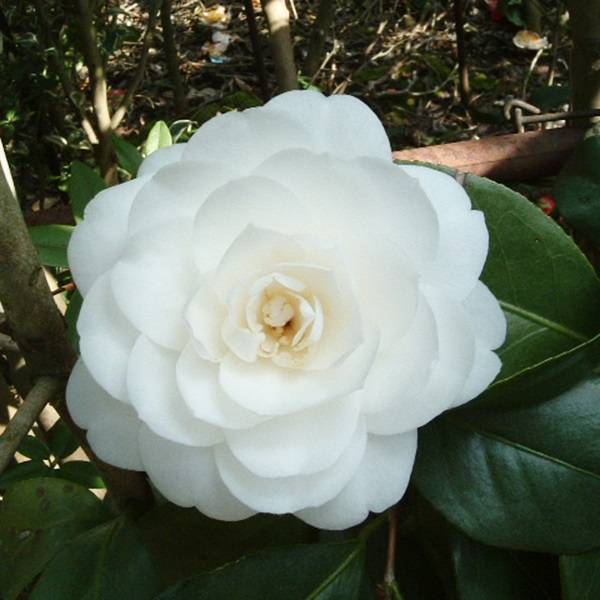 花木 ツバキ 銘花 白乙女 1株