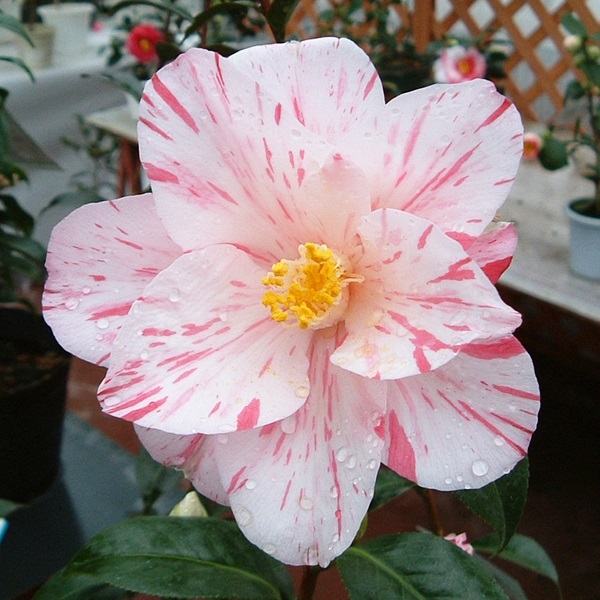 椿苗 薔薇のようなツバキ 苗木 花木 - 植物/観葉植物